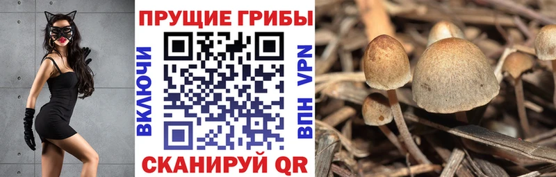 Псилоцибиновые грибы Psilocybe Вятские Поляны